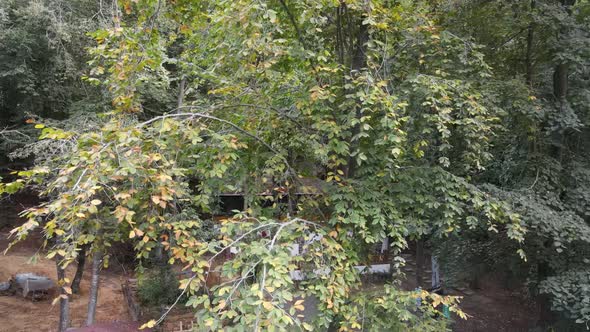 Forest Nature Aerial Drone alt