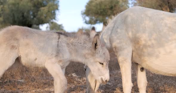 A young donkey with mom in the countryside