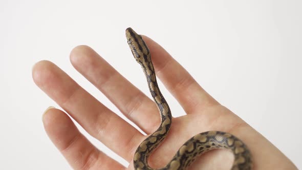 Small Python in a Human Hand
