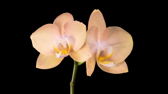 Opening Beautiful Peach Orchid Phalaenopsis Flower alt