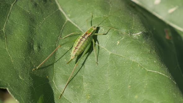Young and big great green bush-cricket Tettigonia viridissima insect 4K video