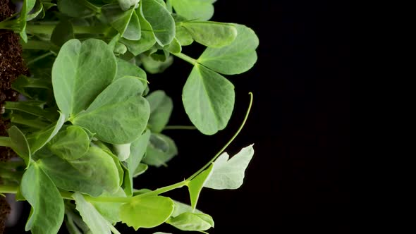 Growing Plants in Spring Time Lapse Sprouts Germination Newborn Pea Microgreen in Black Background