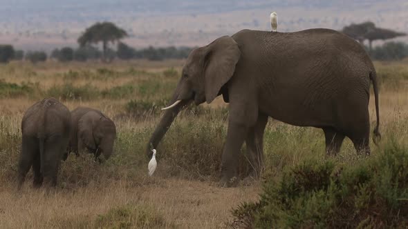 Mother Elephant Feeding with Babies