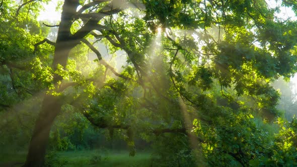 Sun Rays Emerging Though the Green Tree Branches. Magical Forest with Warm Sunbeams Illuminating alt