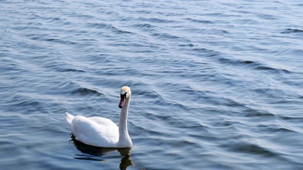 White Swan Swimming on Lake. Closeup beautiful bird Swimming on Water at Pond