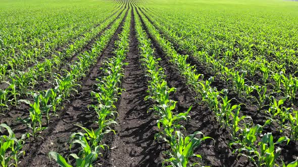 A Field with Young Corn Shoots