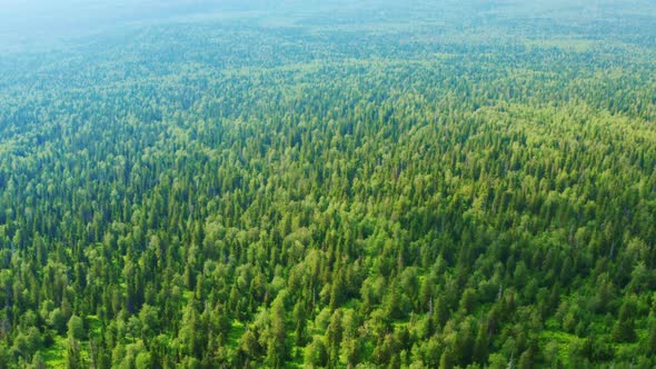 Dense Beautiful Mixed Forest in the Summer alt