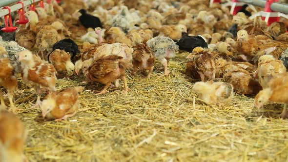 Many Colorful Chickens Poultry Resting on Straw Bedding in Farm Production