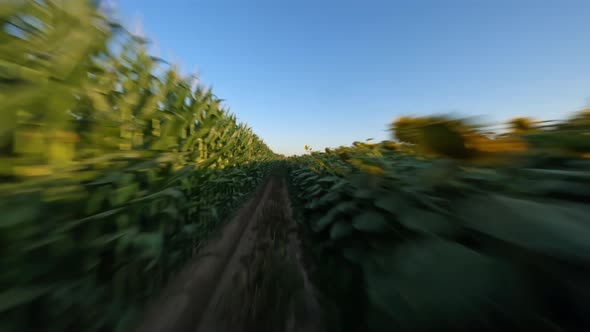 Dynamic Drone Shot Over Endless Fields with Blooming Sunflowers alt