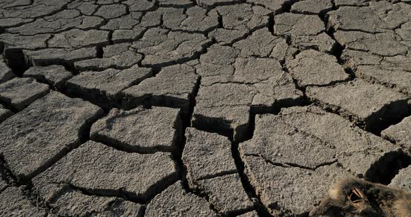 Dryness in the Camargue, France alt