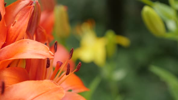 Herbaceous tiger lily flower macro 4K 2160p 30fps UltraHD footage - Close-up of orange Lilium bulbif alt