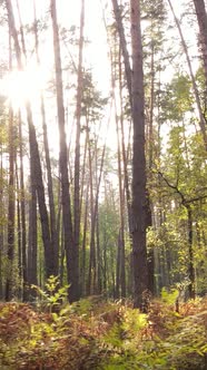 Vertical Video Autumn Forest with Trees By Day Slow Motion alt