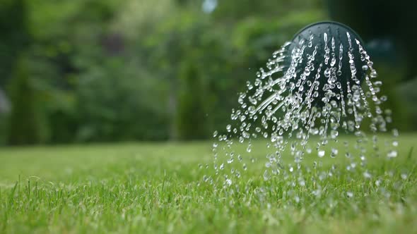 Watering in the Garden 36 alt