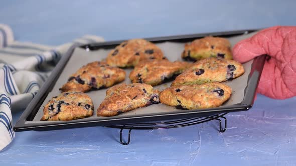 Homemade blueberry scones on baking sheet.