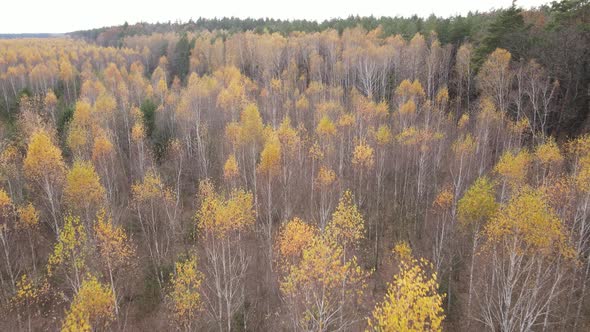 Forest with Trees in an Autumn Day alt