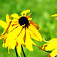 Yellow Camomile (Doronicum) Flowers - VideoHive Item for Sale