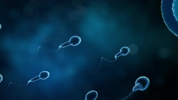 Sperm swimming to ovum.