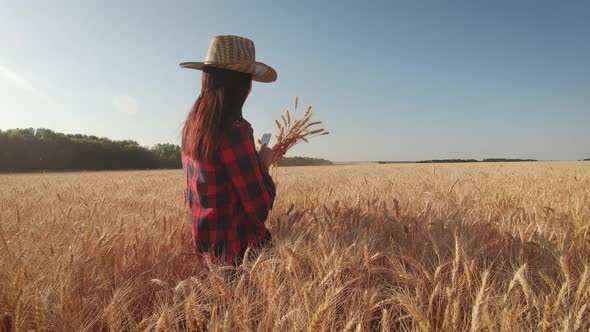 Farmer Woman with Tablet Working in Wheat Field During Harvesting By a Combine, She Controls the alt