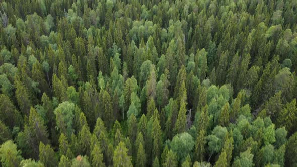 Aerial Top Down View on Forest in the Summer, Drone Shot Flying Over Tree Tops, Nature Background