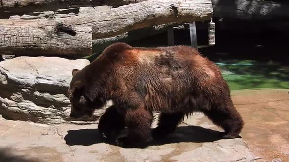 Bear pacing at the zoo, Stock Footage | VideoHive