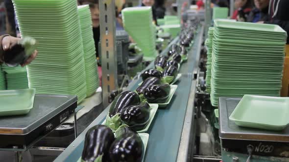 On the Conveyor, Employees Pack the Ripe Eggplants After Harvesting alt