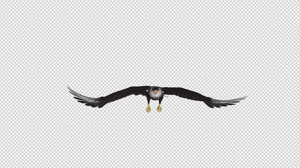 Caracara Hawk - 4K Flying Loop - Front View