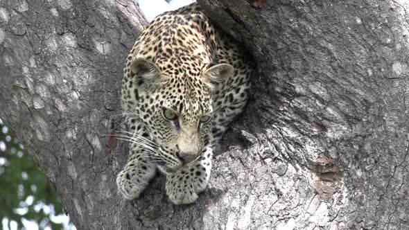 Close-up of a leopard as it sits perched in a tree. alt