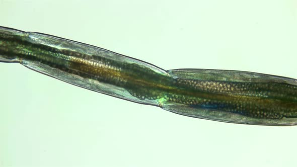 a Transparent Larva Chironomidae Under the Microscope alt