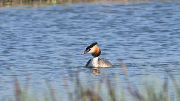 Great crested grebe ( Podiceps cristatus ) alt