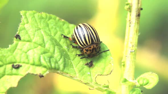Colorado Beetle Sits