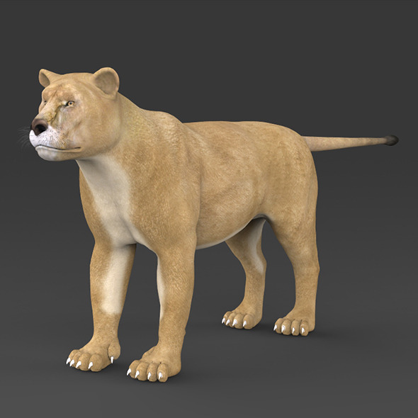 Realistic Lioness - 3Docean 7892260