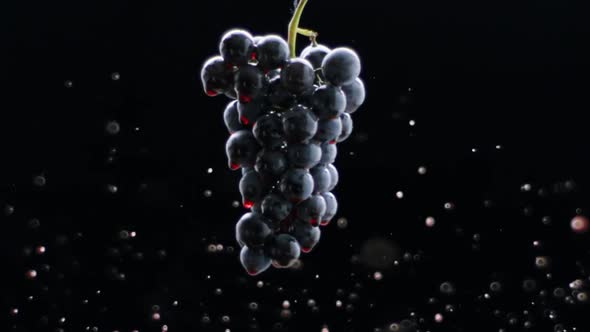 Fresh Black Grapes Rotation on Isolated Black Background on Super Slow Motion alt