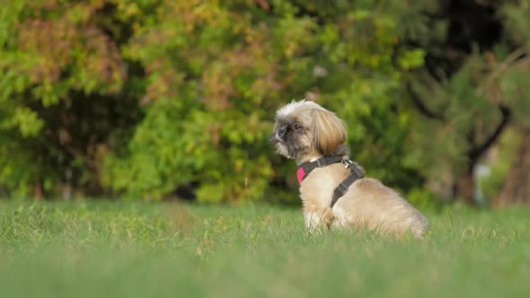 Funny Shih Tzu Dog with Breast Collar Rests in Green Field alt
