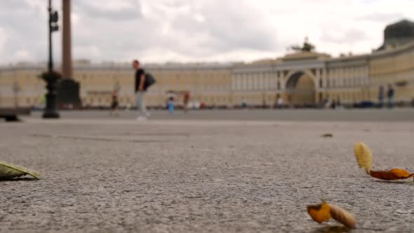 Yellow Leaves Fly On The Palace Square On The General Staff Background - St. Petersburg, Russia