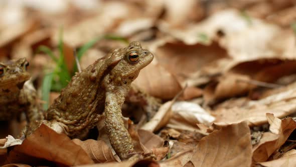 Close-up of a brown toad against a background of yellowing leaves alt