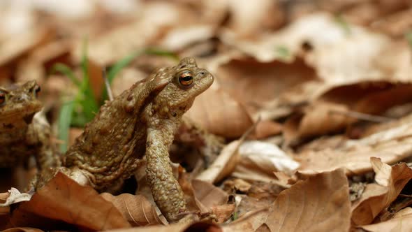 Close-up of a brown toad against a background of yellowing leaves