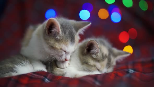 Tired Tricolor Kittens Doze on a Christmas Blanket Amid Colored Lights
