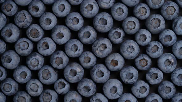 Blueberry Background Rotates Seamless Loop