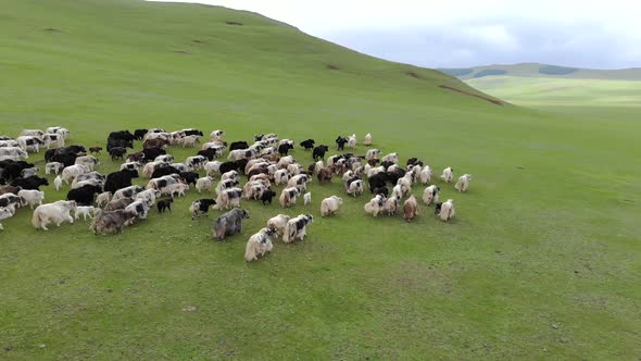 Herd of Yak Flock in Vast Meadow alt