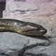 Green anaconda (Eunectes murinus). Big anaconda. - VideoHive Item for Sale