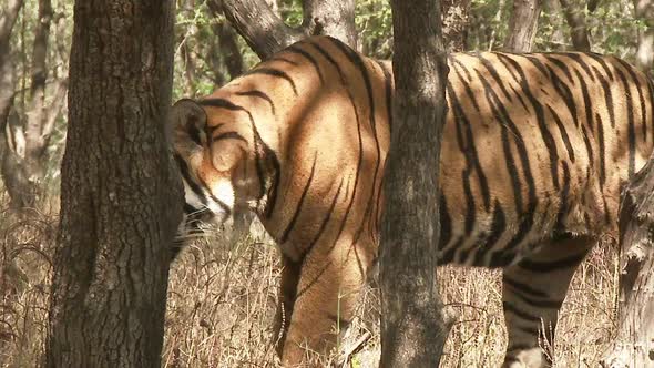 Bengal Tiger (Panthera tigirs tigris) walking between trees in deciduous dry-forest alt