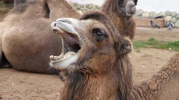 The Camel Yawns While Lying On The Sand. alt