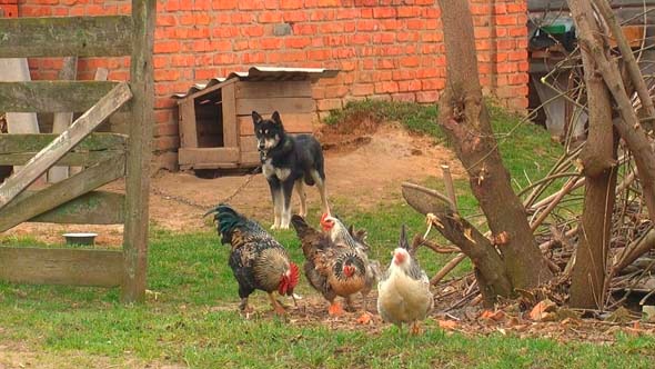 Chickens In The Yard 1
