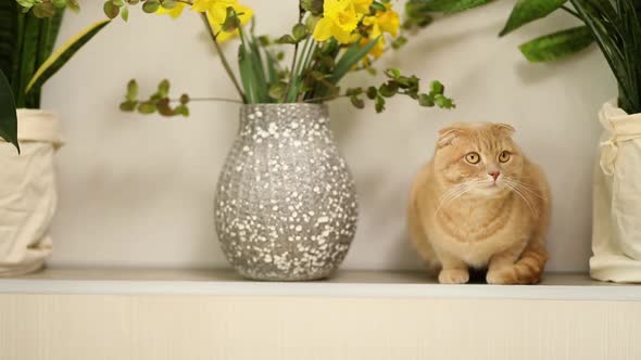 Ginger Domestic Cat Sit Near Green Leaves and Wlowers of Domestic Plants
