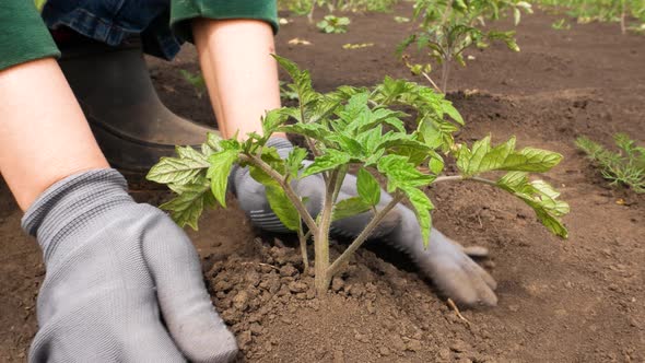 Women's Hands in Gloves Plant a Tomato Seedling in the Garden