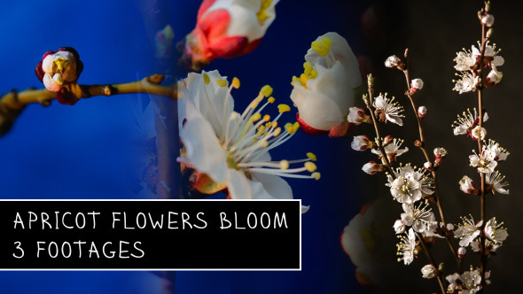 Flowers Blooming Apricot Tree alt