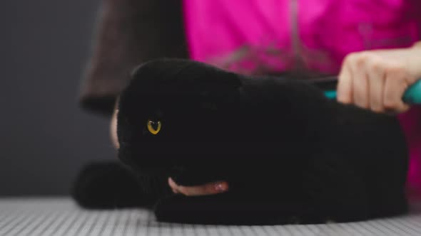 Combing a Black Cat with a Hair Brush alt