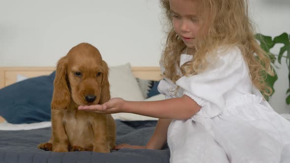 little cute blonde girl play with cocker spaniel puppy on a bed