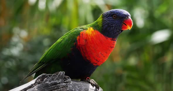 Rainbow Lorikeet, trichoglossus haematodus moluccanus, Adult standing on Branch, Real Time 4K alt