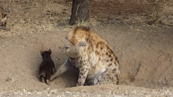 Spotted Hyena At Den - Kruger National Park alt